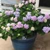 rhondadean3521